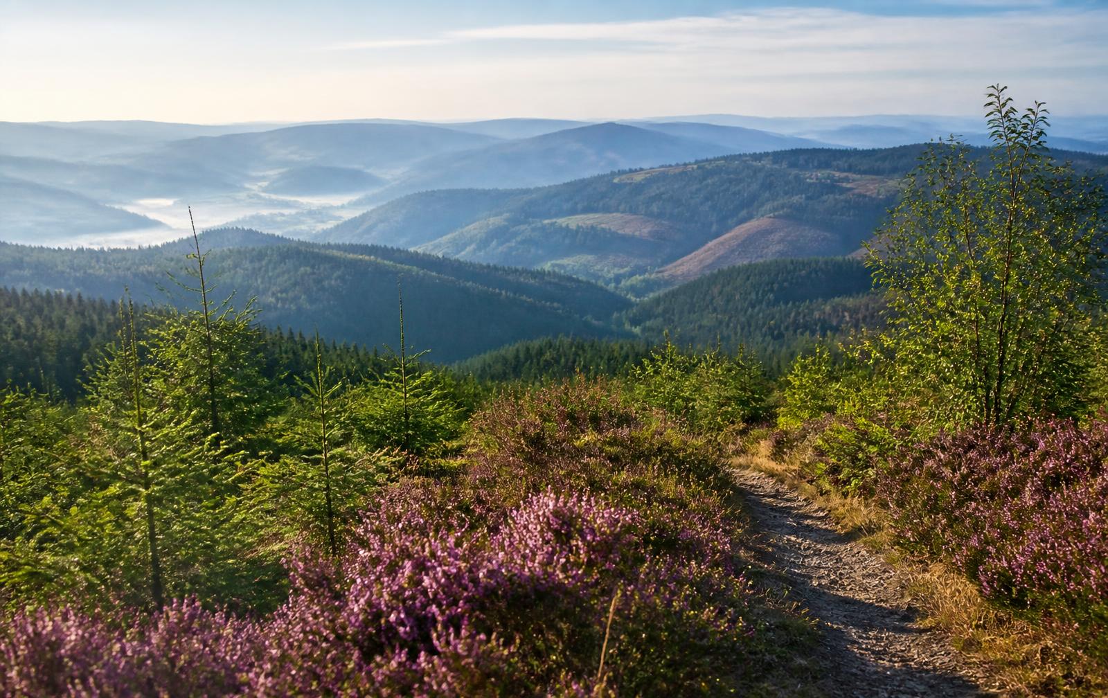 Bewaldete Höhenzüge des Rothaargebirges bei Olsberg mit Wanderweg und Heide